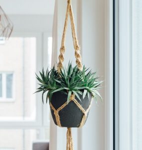Planta colgante
